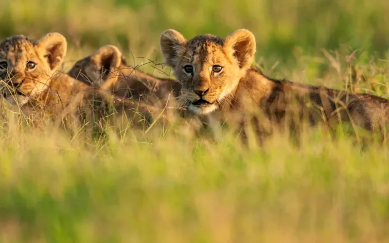 79fae559-2bad-4f59-8bdb-ed4306fd5697 (1)