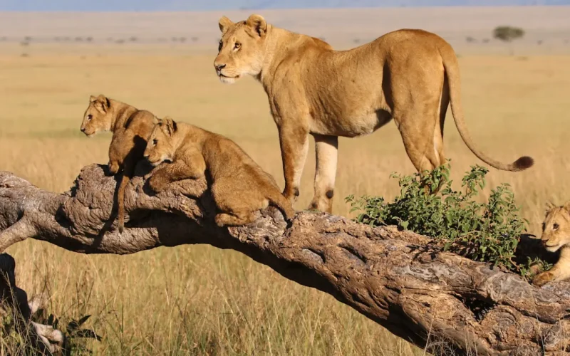 7f69bd84-608f-46a1-88ab-3eb7d5e73c65