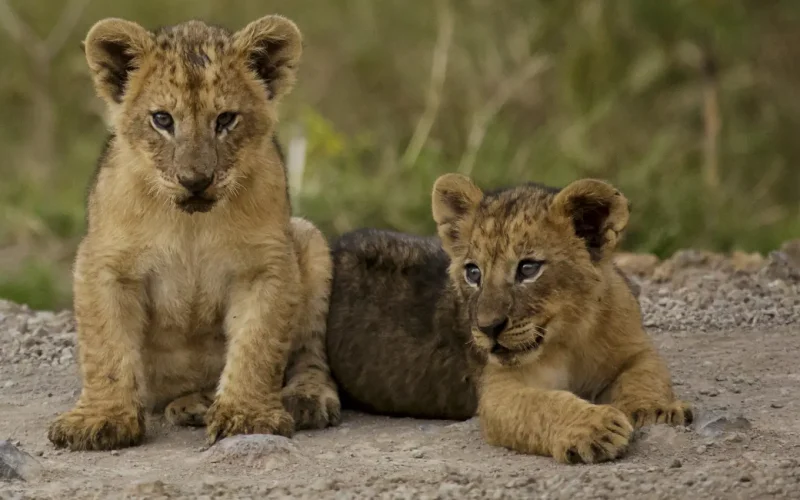 ad0cabe0-f203-42eb-b6b6-9e7dda146345 (1)