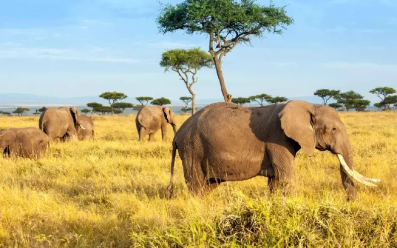 c9cc3255-aed2-49bd-a173-67b29c951e4a