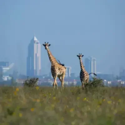 f47ecfe1-8e23-420c-8cf3-2b8d769ecca2