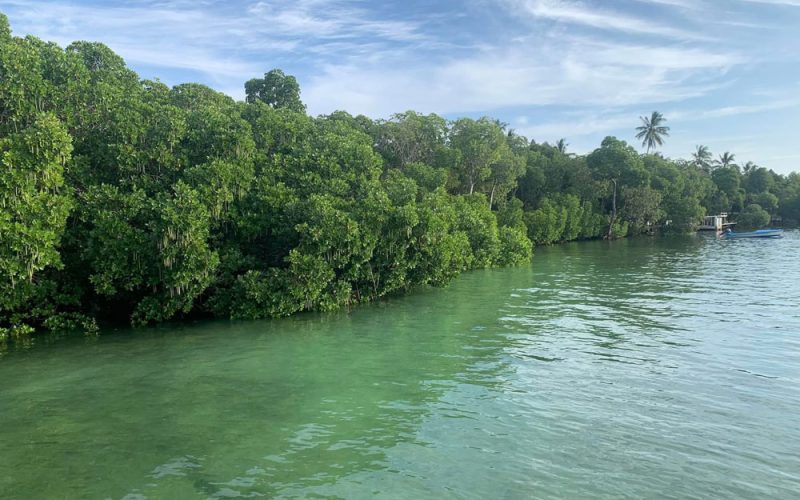 safari-blu-mida-creek-mangrovie