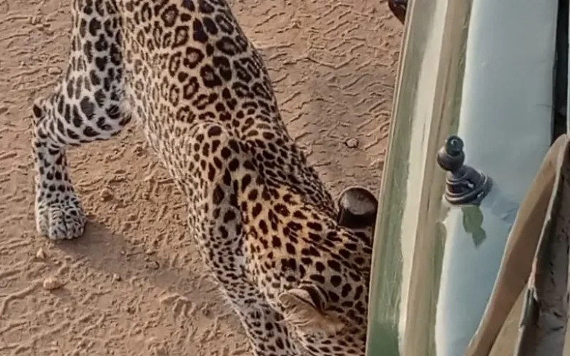 upclose with cheetar